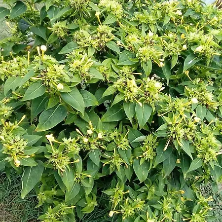 Des Noels Bed & Breakfast Faye-d'Anjou