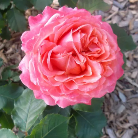 Des Noels Faye-d'Anjou