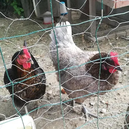 Des Noels Faye-d'Anjou