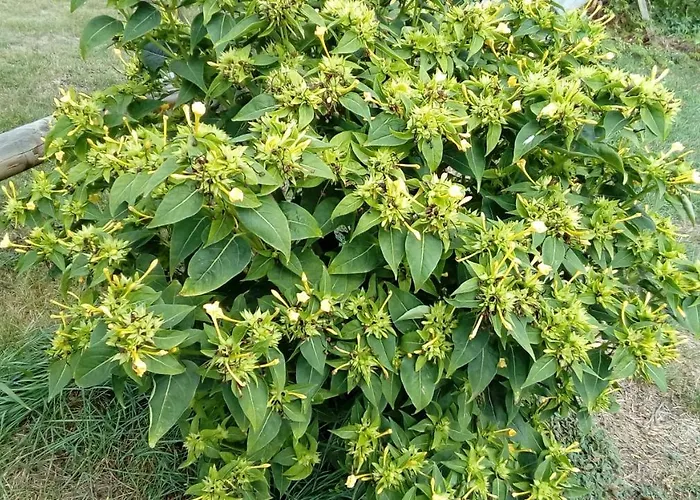 Des Noels Bed & Breakfast Faye-d'Anjou