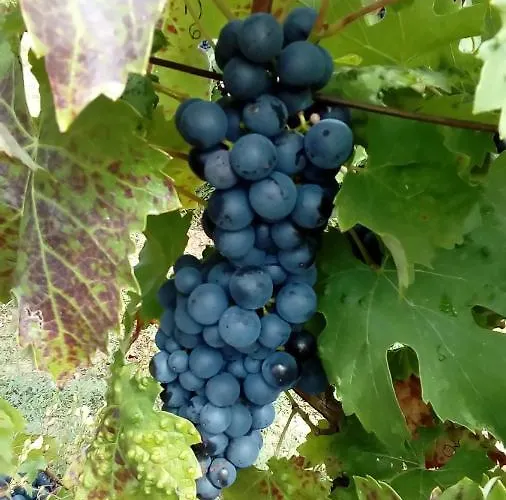 Des Noels Bed & Breakfast