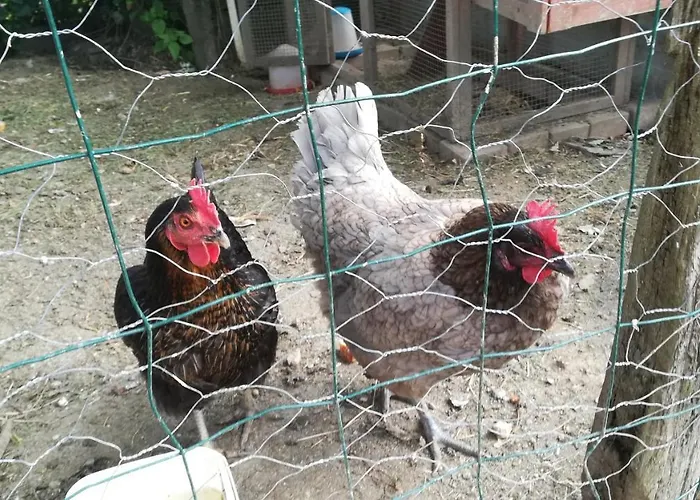 Des Noels Faye-d'Anjou